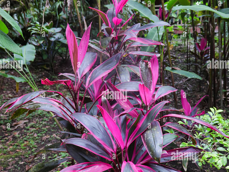 Cordyline Petiolaris Flowers | Cordyline | Dracaenaceae
