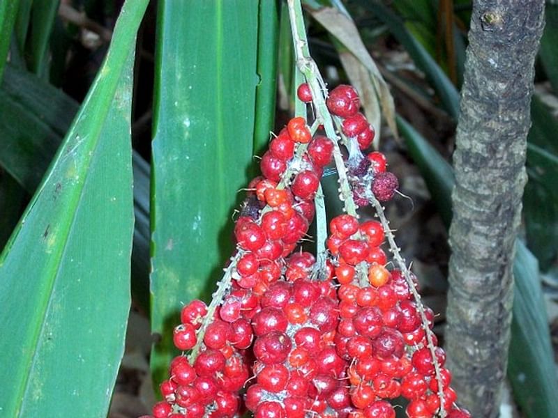 Cordyline Petiolaris Flowers | Cordyline | Dracaenaceae