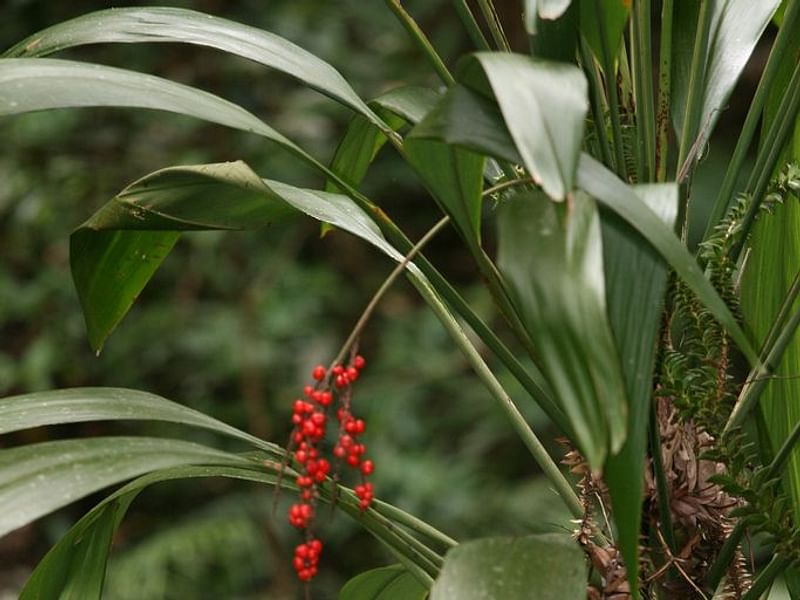 Cordyline Petiolaris Flowers | Cordyline | Dracaenaceae
