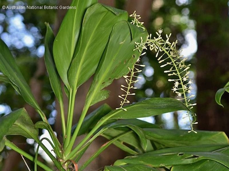 Cordyline Petiolaris Flowers | Cordyline | Dracaenaceae