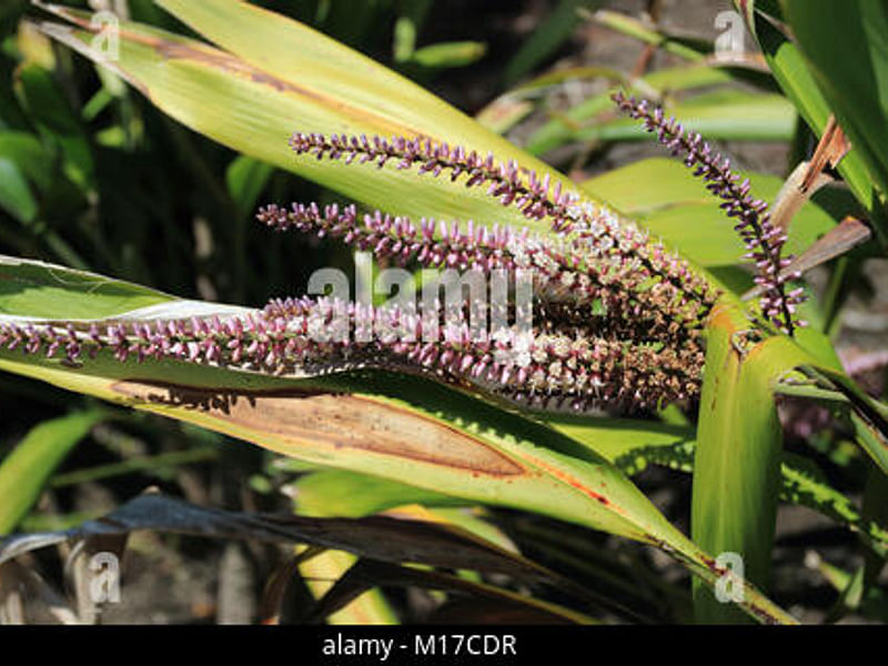 Cordyline Petiolaris Flowers | Cordyline | Dracaenaceae