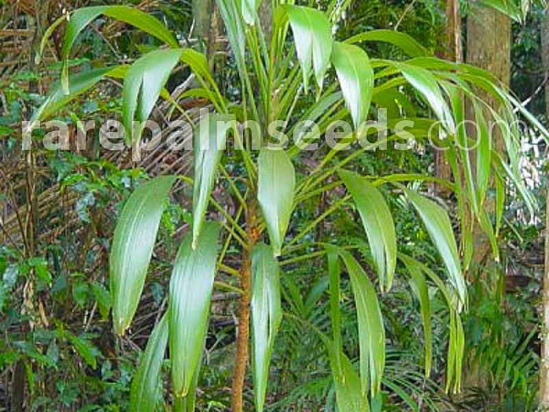 Cordyline Petiolaris Flowers | Cordyline | Dracaenaceae