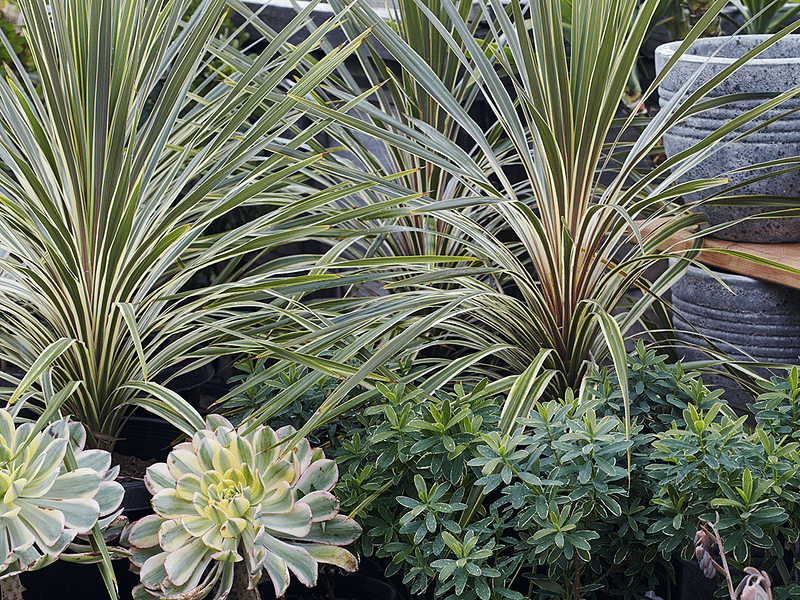 Cordyline Petiolaris Flowers | Cordyline | Dracaenaceae