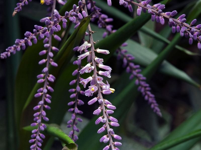 Cordyline Stricta | Cordyline | Dracaenaceae