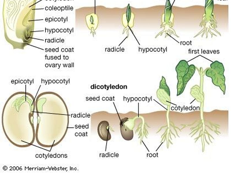 Cotyledon | Crassulaceae