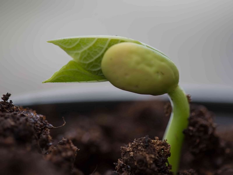 Cotyledon | Crassulaceae