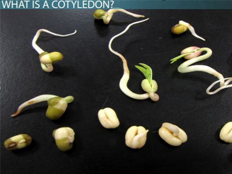 Cotyledon | Crassulaceae