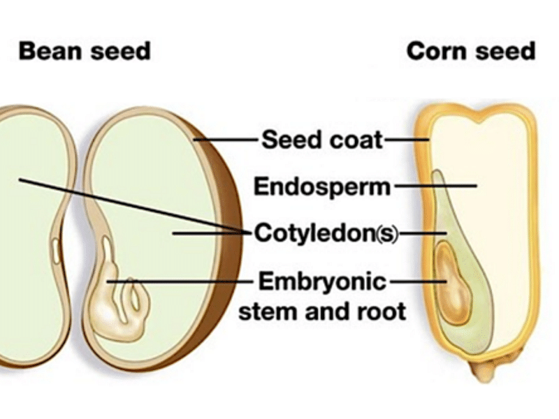 Cotyledon | Crassulaceae