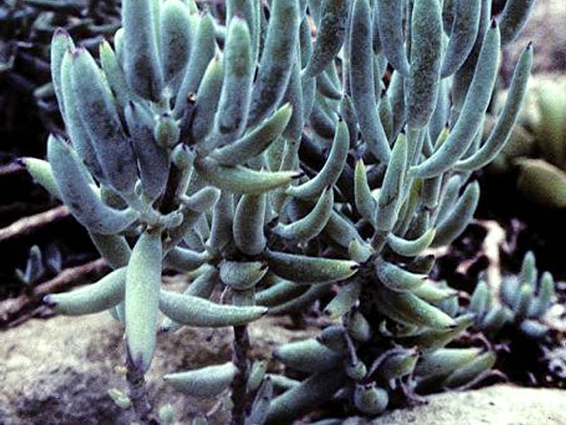 Cotyledon Decussata | Cotyledon | Crassulaceae