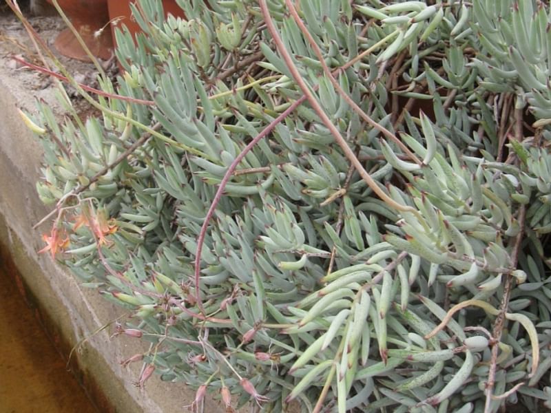 Cotyledon Decussata | Cotyledon | Crassulaceae
