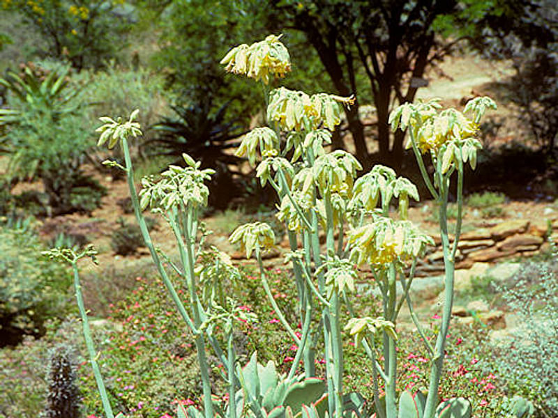 Cotyledon Decussata | Cotyledon | Crassulaceae