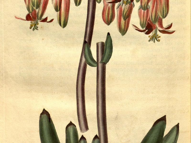 Cotyledon Decussata | Cotyledon | Crassulaceae