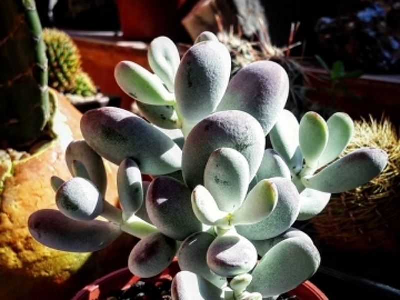 Cotyledon Decussata | Cotyledon | Crassulaceae
