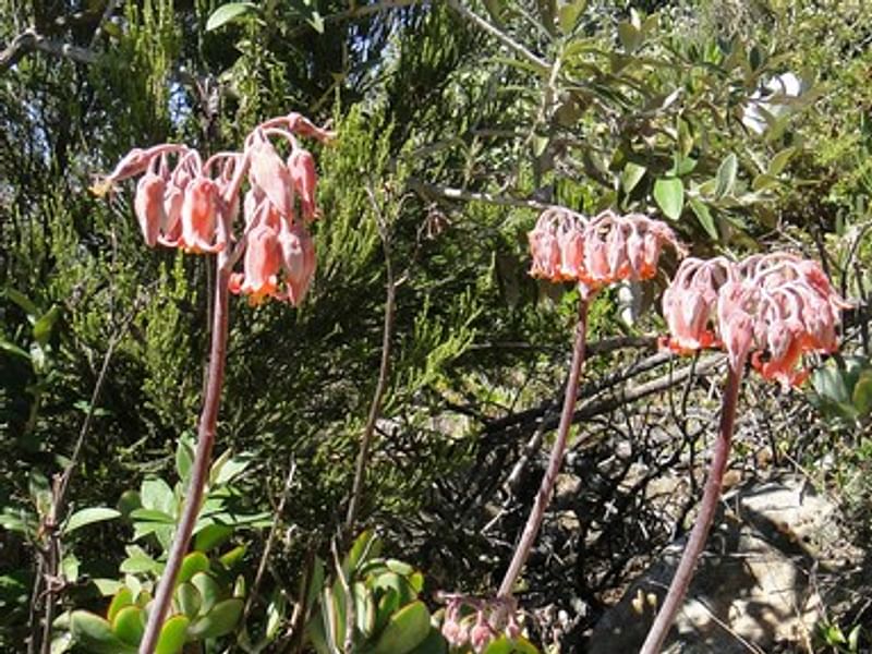Cotyledon Decussata | Cotyledon | Crassulaceae
