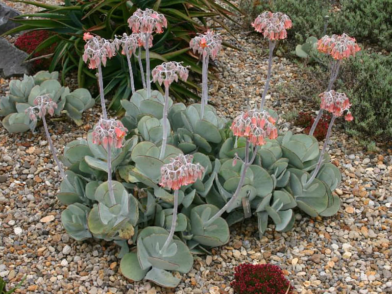 Cotyledon Decussata | Cotyledon | Crassulaceae