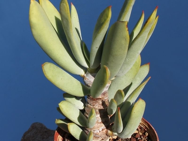 Cotyledon Decussata | Cotyledon | Crassulaceae