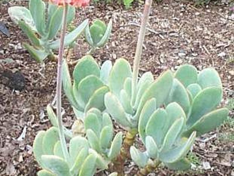 Cotyledon Decussata | Cotyledon | Crassulaceae