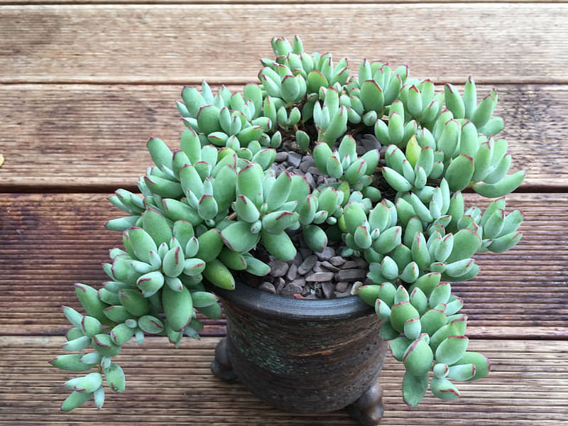 Cotyledon Papilaris | Cotyledon | Crassulaceae