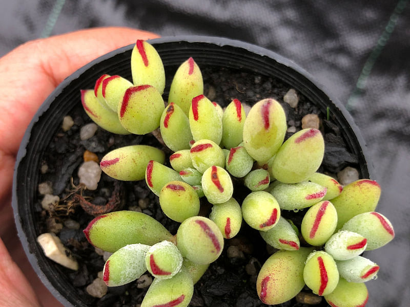 Cotyledon Papilaris | Cotyledon | Crassulaceae