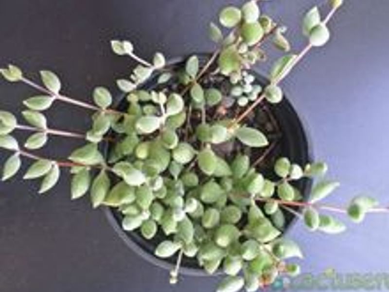 Cotyledon Papilaris | Cotyledon | Crassulaceae