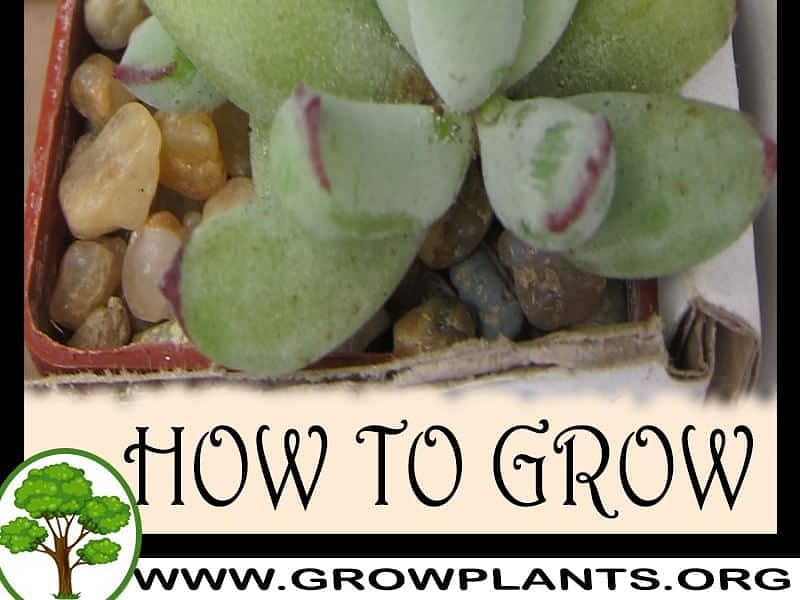 Cotyledon Papilaris | Cotyledon | Crassulaceae