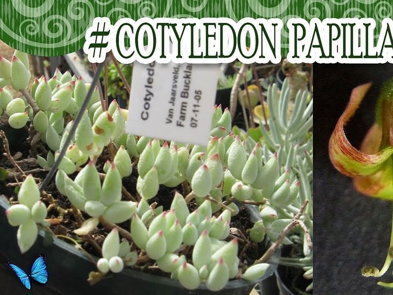 Cotyledon Papilaris | Cotyledon | Crassulaceae
