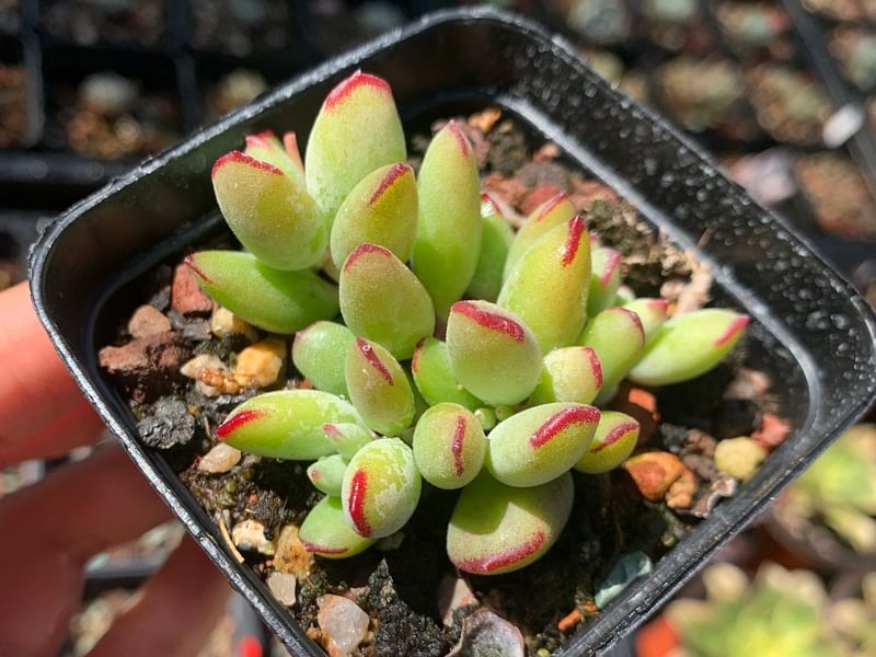 Cotyledon Papilaris | Cotyledon | Crassulaceae