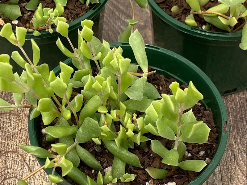 Cotyledon Papilaris | Cotyledon | Crassulaceae
