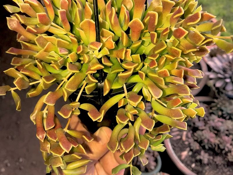 Cotyledon Papillaris Flower | Cotyledon | Crassulaceae