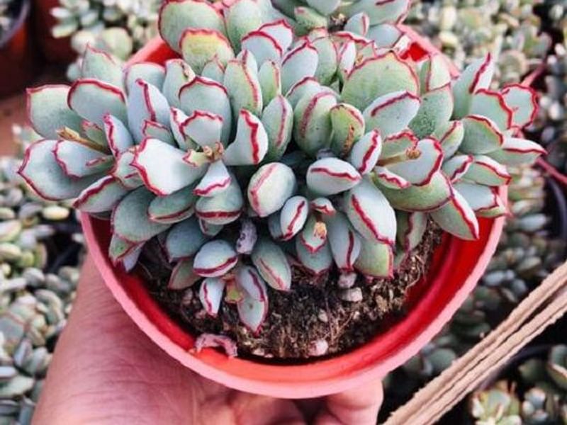 Cotyledon Papillaris Flower | Cotyledon | Crassulaceae