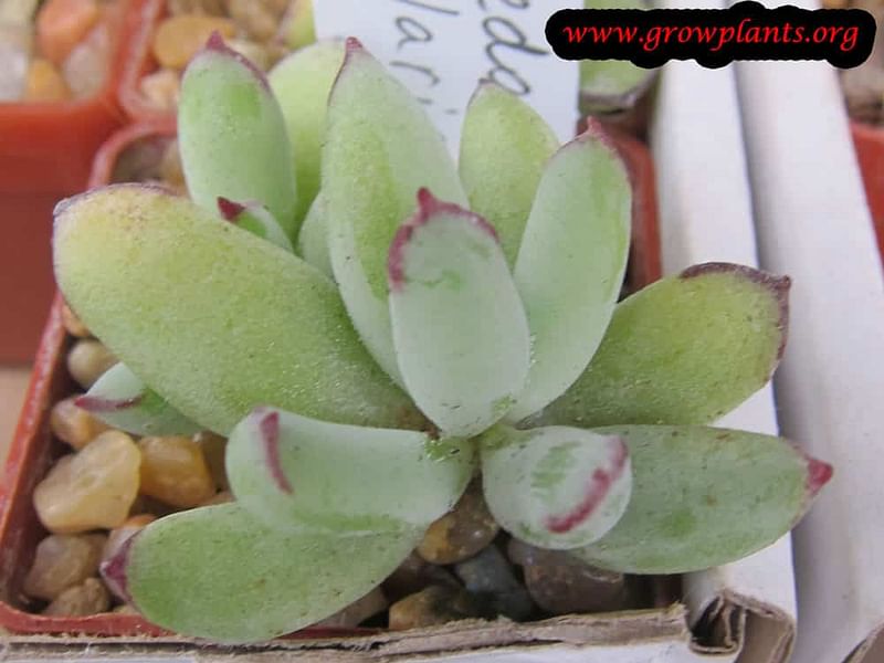 Cotyledon Papillaris Flower | Cotyledon | Crassulaceae
