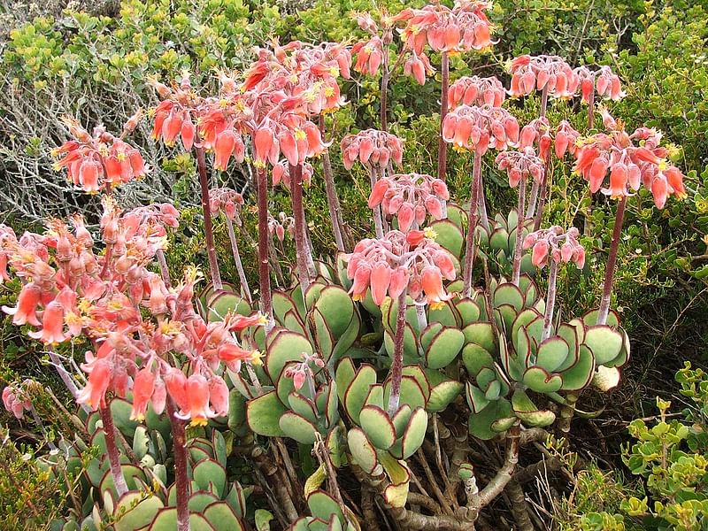 Cotyledon Papillaris Flower | Cotyledon | Crassulaceae