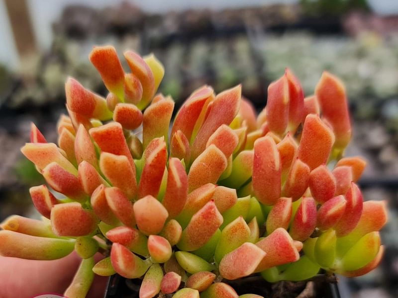 Cotyledon Papillaris Flower | Cotyledon | Crassulaceae