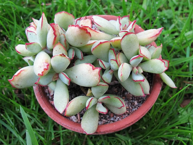 Cotyledon Papillaris Flower | Cotyledon | Crassulaceae