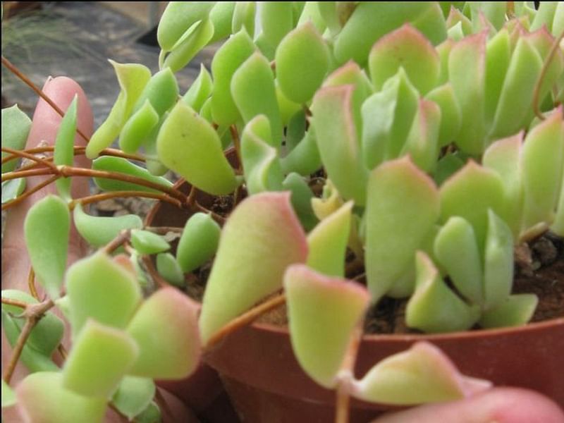 Cotyledon Papillaris Flower | Cotyledon | Crassulaceae