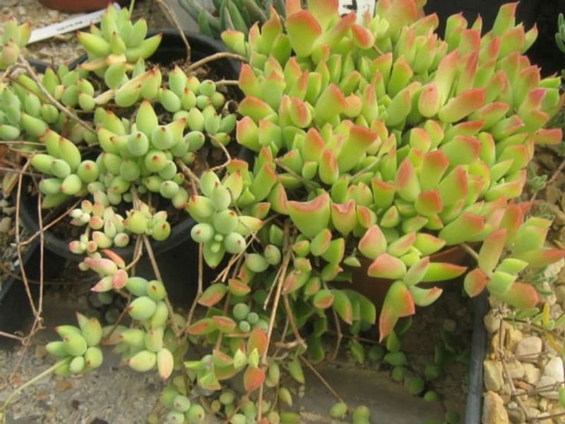 Cotyledon Papillaris Flower | Cotyledon | Crassulaceae
