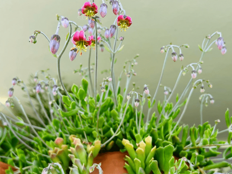 Cotyledon Papillaris Flower | Cotyledon | Crassulaceae