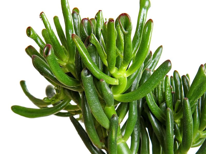 Crassula | Crassulaceae
