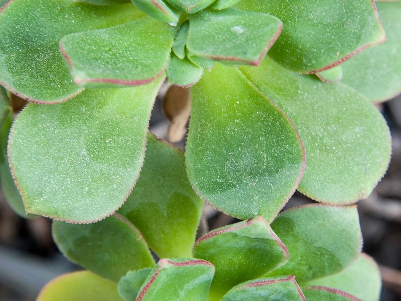 Crassulaceae