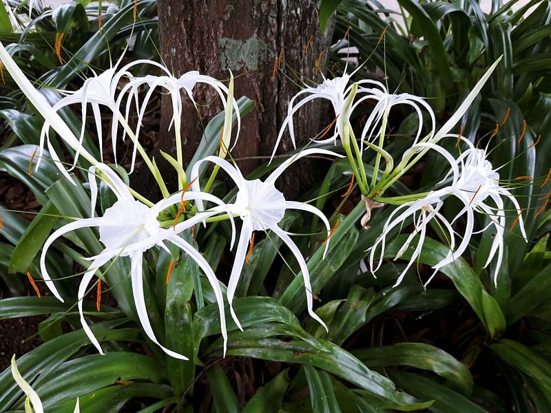 Crinum | Amaryllidaceae