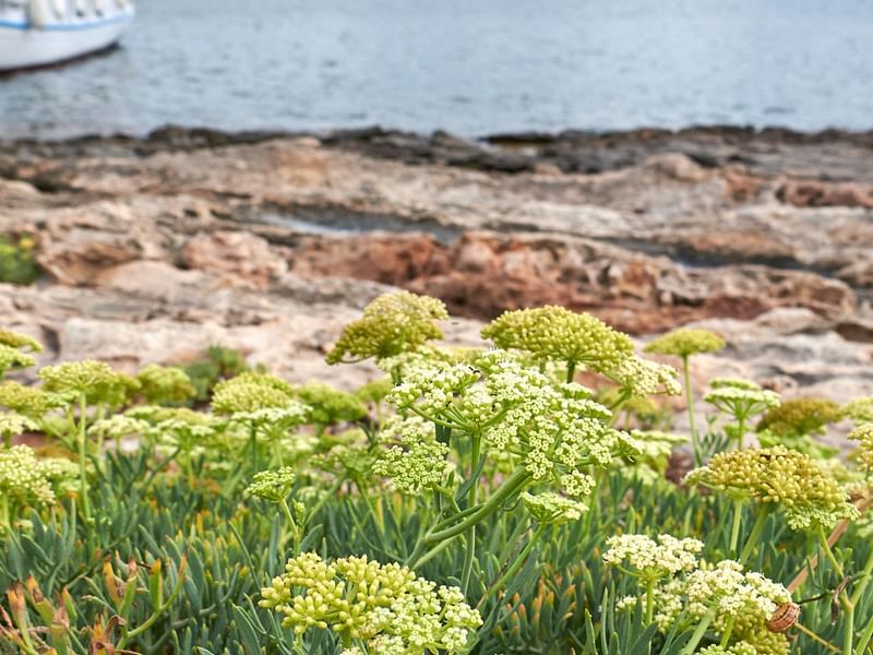 Crithmum Maritimum | Apiaceae