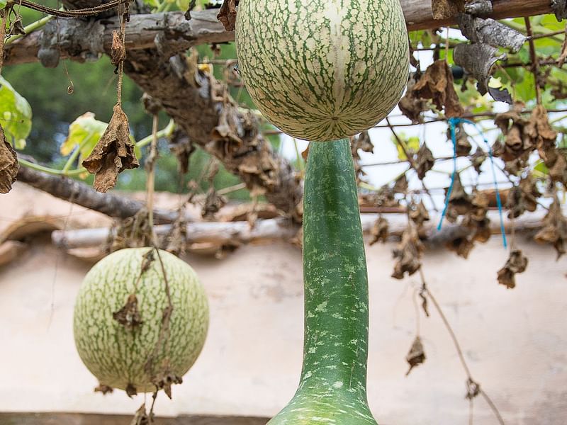 Cucurbita Foetidissima (Buffalo Gourd) | Cucurbitaceae