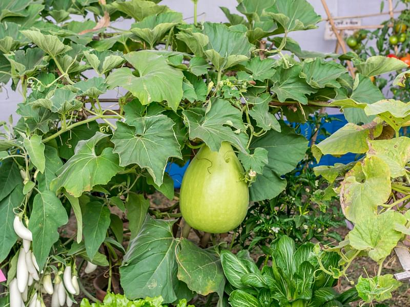 Cucurbitaceae