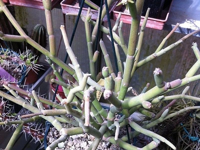 Cynanchum (Sarcostemma) | Apocynaceae