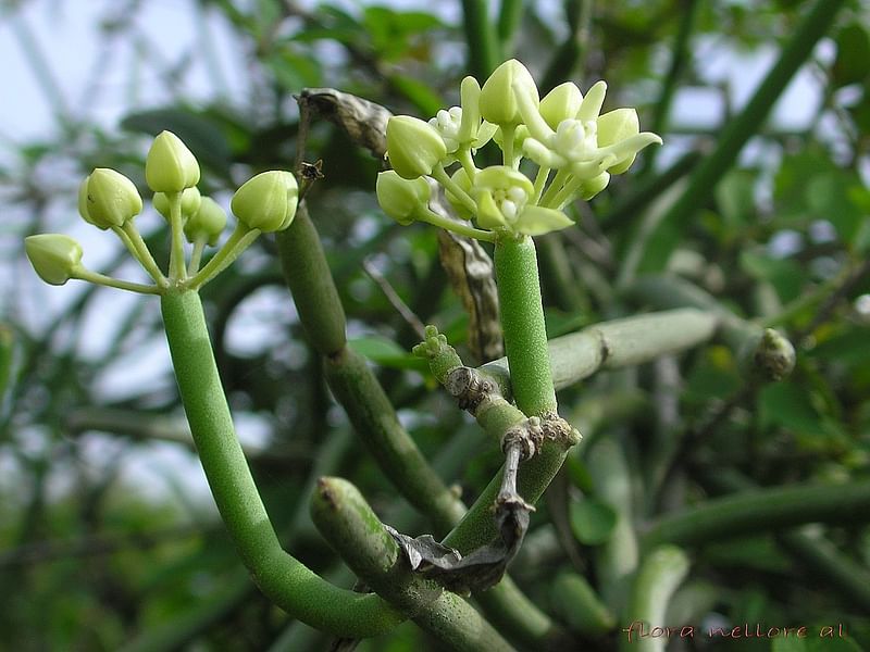 Cynanchum (Sarcostemma) | Apocynaceae