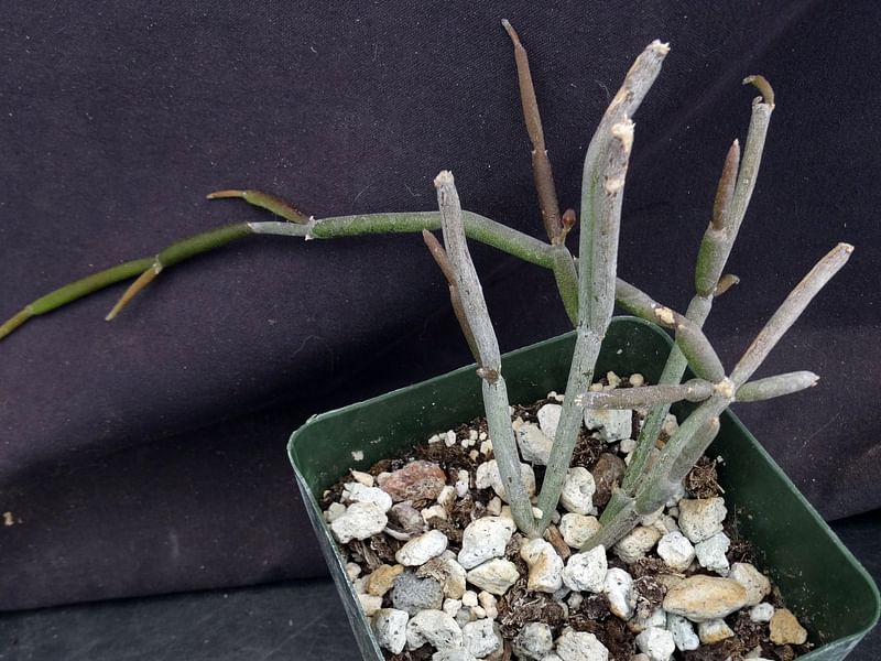 Cynanchum (Sarcostemma) | Apocynaceae