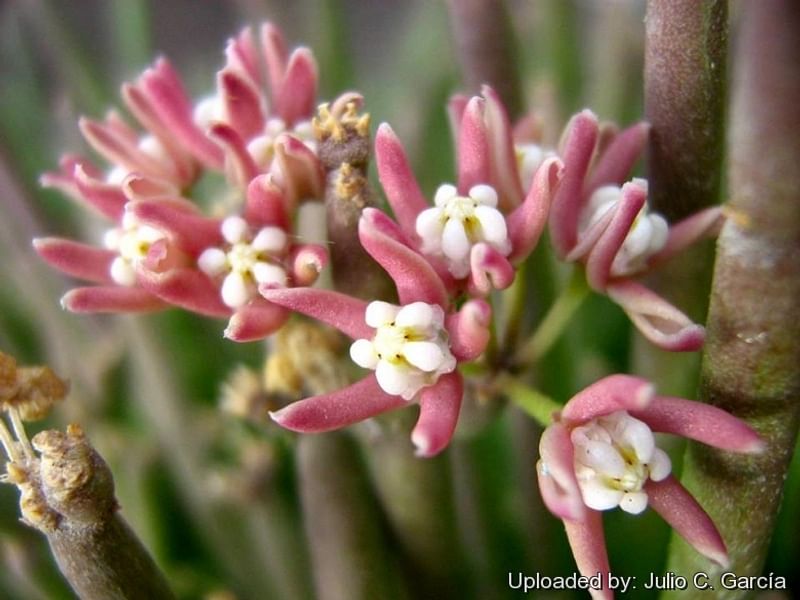 Cynanchum (Sarcostemma) | Apocynaceae