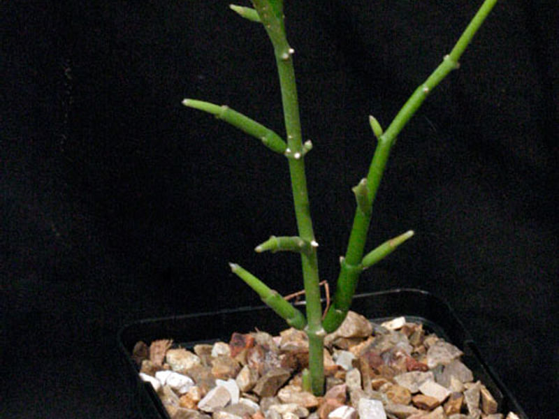 Cynanchum (Sarcostemma) | Apocynaceae