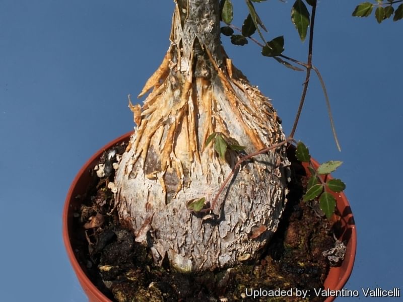 Cyphostemma Laza | Vitaceae