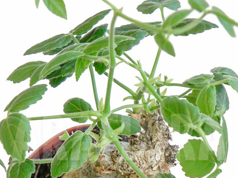 Cyphostemma Laza | Vitaceae